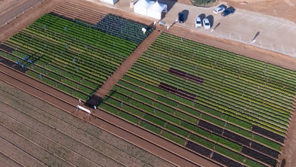 Lettuce Week Ramiro Arnedo