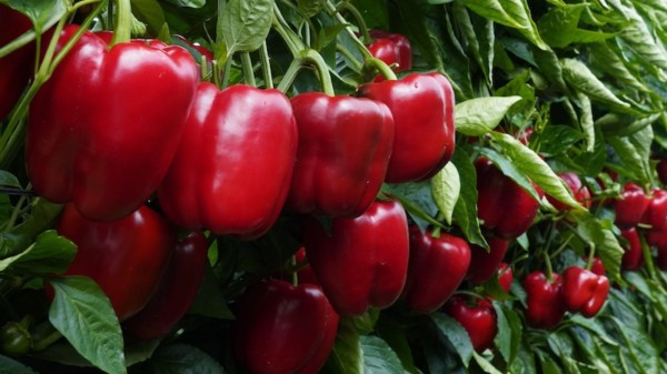 Pimiento California rojo Retinto F1 de Ramiro Arnedo.