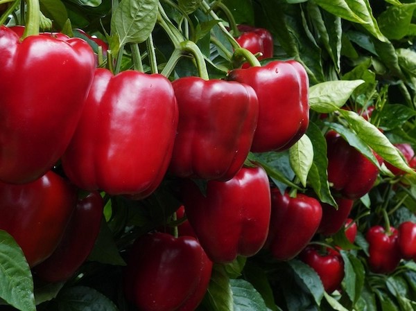 Pimiento California rojo Retinto F1 de Ramiro Arnedo.