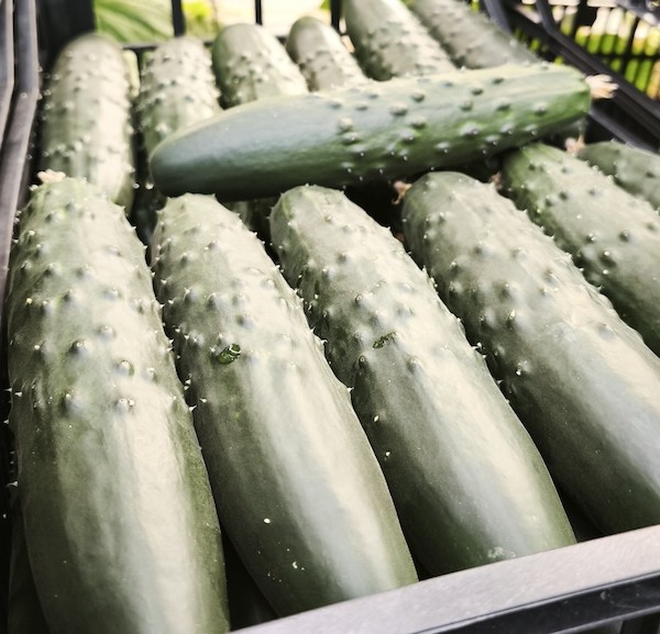 SINTRA, pepino francés de Bejo