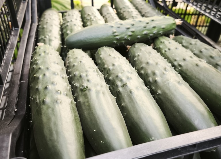 SINTRA, pepino francés de Bejo