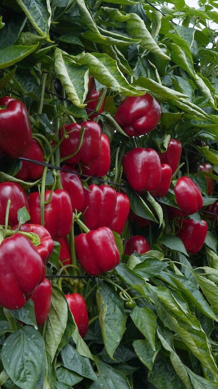 Pimiento California rojo Temple F1, de Ramiro Arnedo.