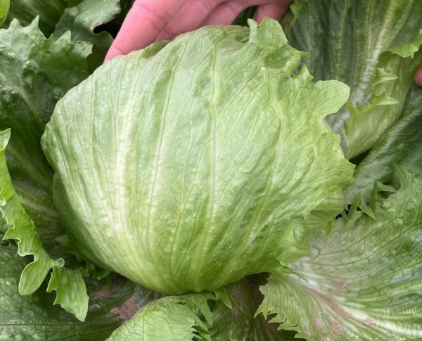 Imagen de la lechuga Salvatrice de Bejo.