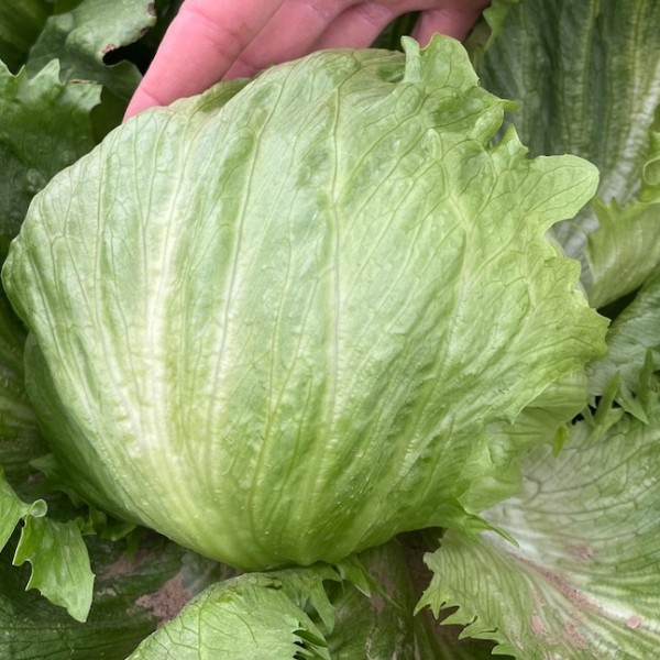 Imagen de la lechuga Salvatrice de Bejo.