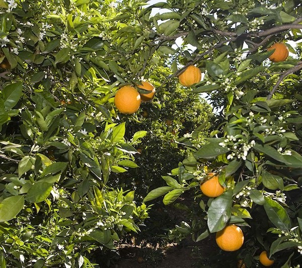 naranjas Egipto