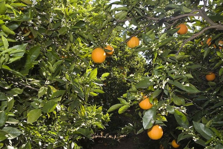 naranjas Egipto