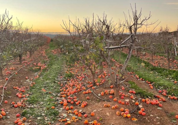 Caquis tirados en el suelo
