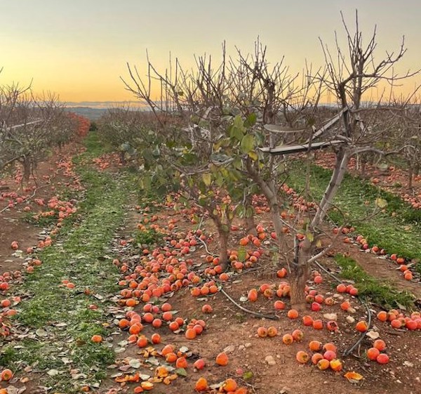 Caquis tirados en el suelo