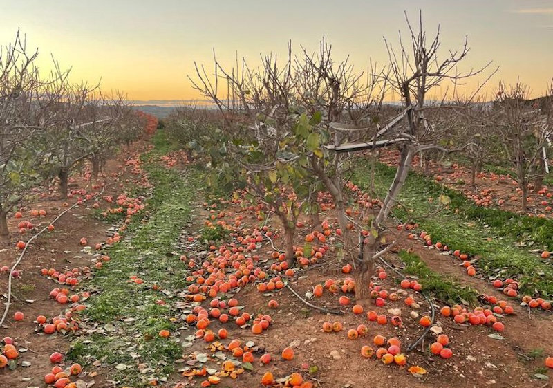 Caquis tirados en el suelo