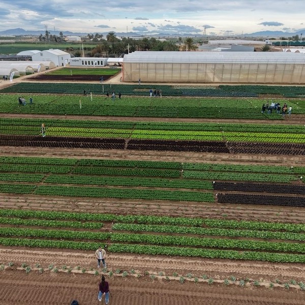 Syngentademoslechuga