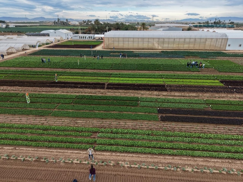 Syngentademoslechuga