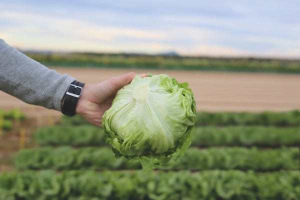 Imagen de la lechuga iceberg Bonnice