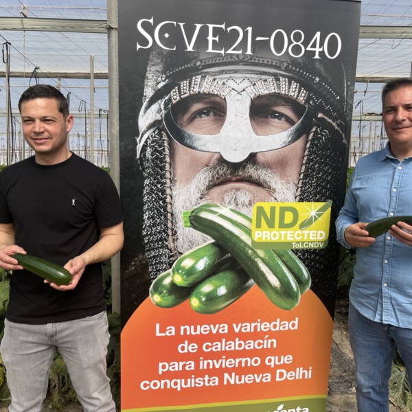 Jornada de campo de Syngenta para mostrar su nuevo calabacín SCVE21-0840 con resistencia al virus Nueva Delhi.