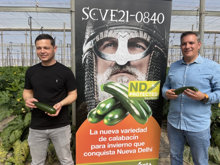 Jornada de campo de Syngenta para mostrar su nuevo calabacín SCVE21-0840 con resistencia al virus Nueva Delhi.