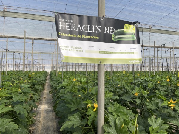 Calabacín de Syngenta con resistencia a Nueva Delhi.