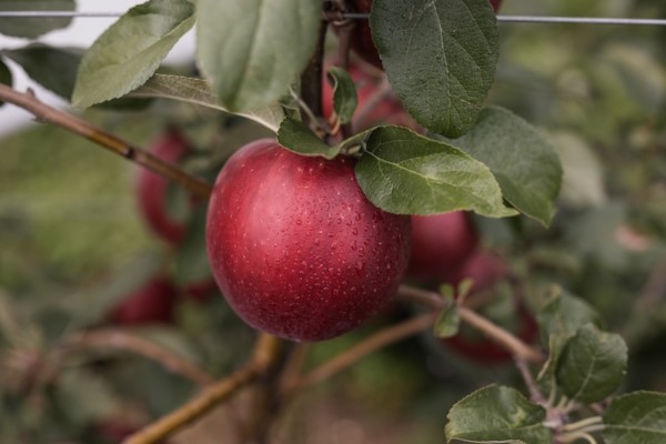 VIP prevé un mayor crecimiento de sus manzanas club