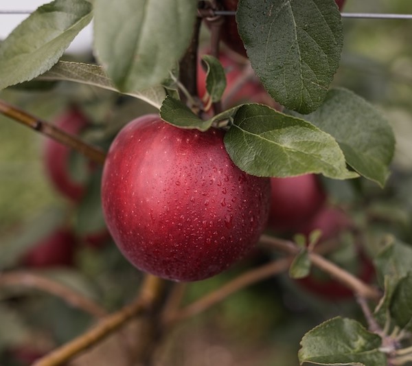 VIP prevé un mayor crecimiento de sus manzanas club