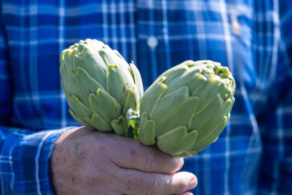 La alcachofa de Tudela alcanza las 396 hectáreas, un 11 % más
