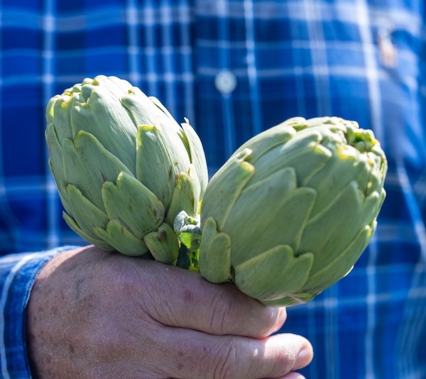 La alcachofa de Tudela alcanza las 396 hectáreas, un 11 % más