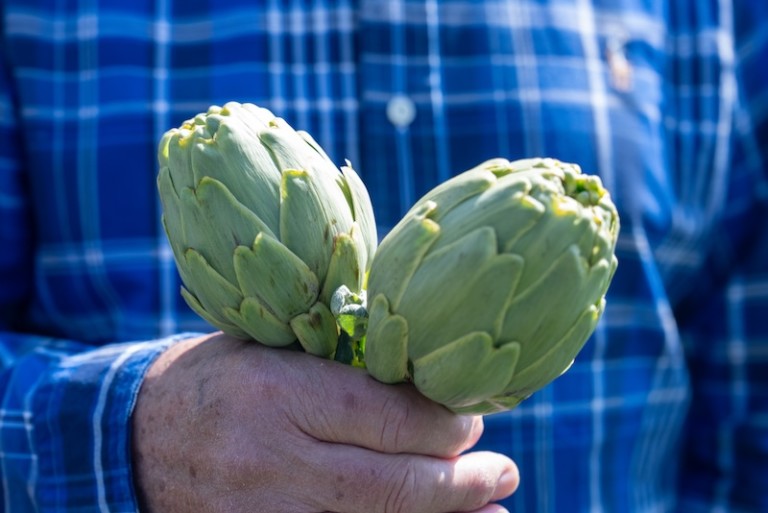 La alcachofa de Tudela alcanza las 396 hectáreas, un 11 % más