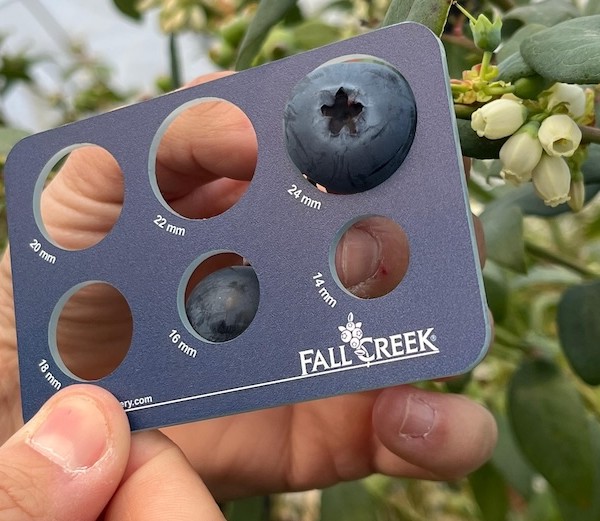 FCM14-057, la nueva variedad de Fall Creek en arándano temprano