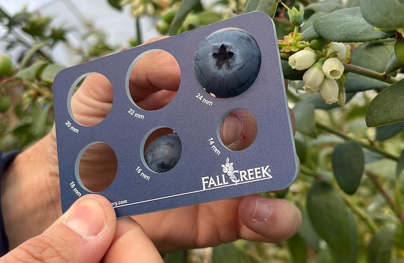 FCM14-057, la nueva variedad de Fall Creek en arándano temprano