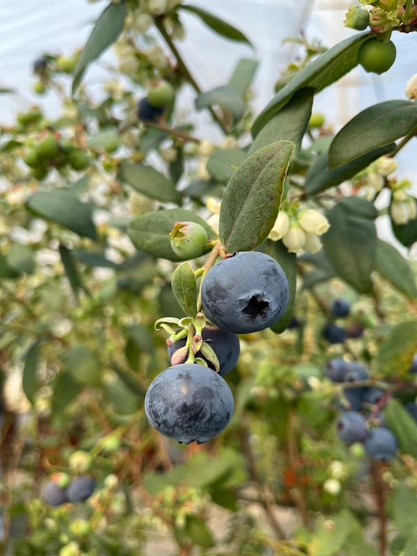 FCM14-057, la nueva variedad de Fall Creek en arándano temprano