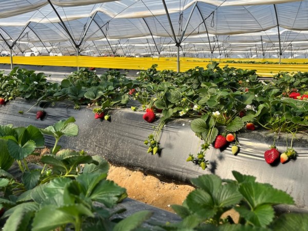 Fresh Forward abre las puertas de su centro de I+D en Huelva