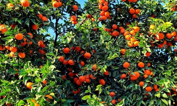 En marcha la campaña de licencias de Havva™ y Sigal™