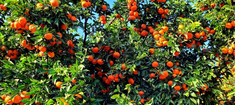 En marcha la campaña de licencias de Havva™ y Sigal™