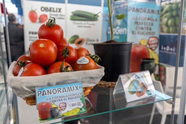CapGen Seeds presenta sus novedades en tomate y pepino en Expo Cherry