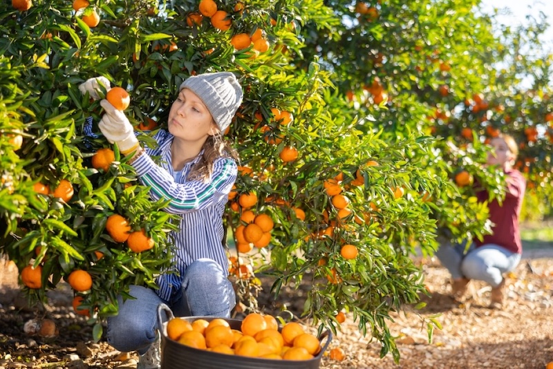 La mujeres en las cadenas de suministro