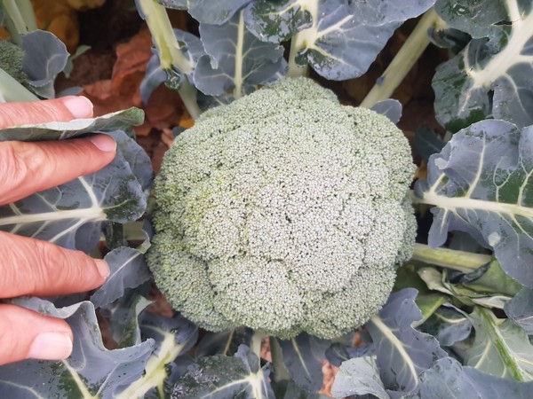 Brócoli Meraki de Intersemillas