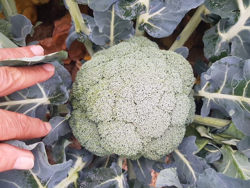 Brócoli Meraki de Intersemillas