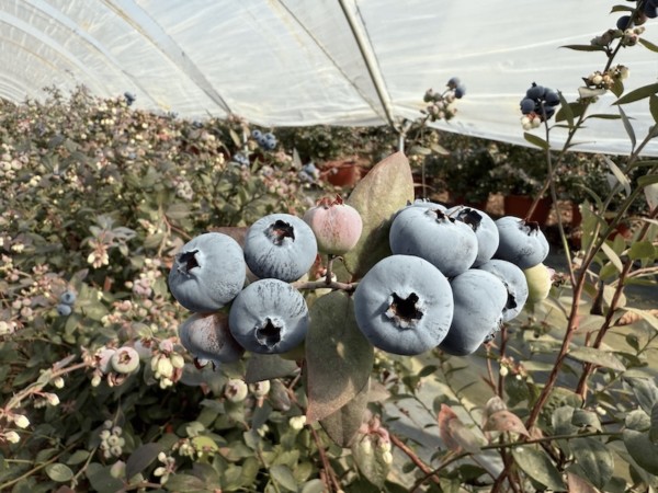 La falta de luz retrasa la campaña de arándano
