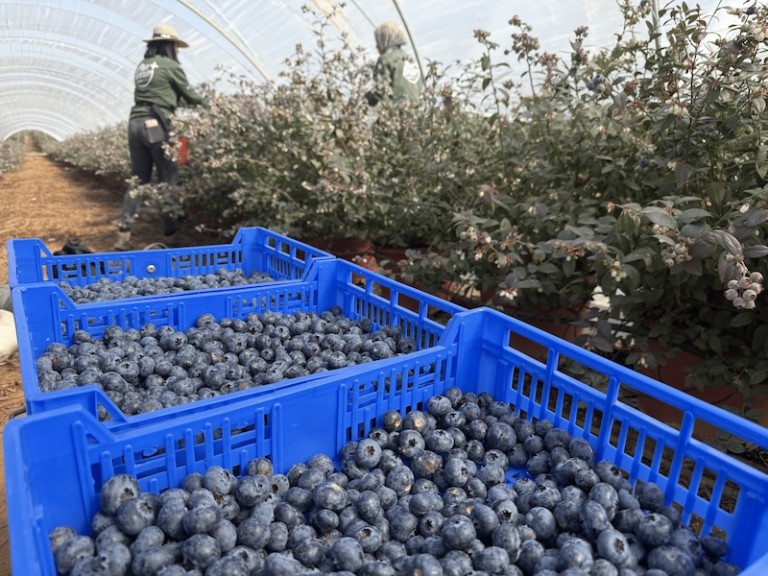 La falta de luz retrasa la campaña de arándano