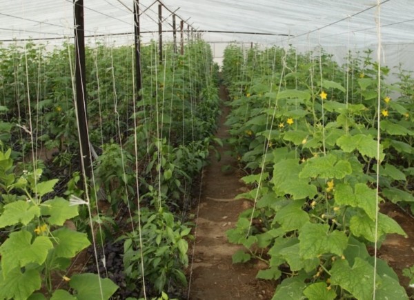 Piden ayudas para la gestión de la rafia