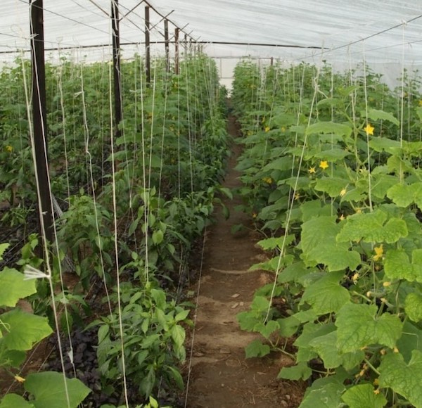 Piden ayudas para la gestión de la rafia