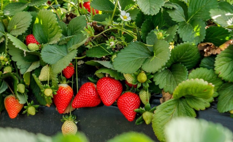 RedSayra de Planasa lidera el reparto varietal en la campaña 2025-26 de fresa