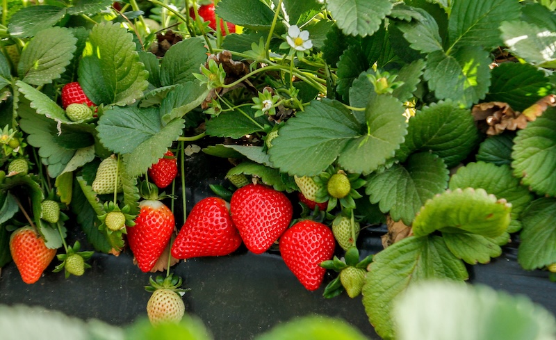 RedSayra de Planasa lidera el reparto varietal en la campaña 2025-26 de fresa