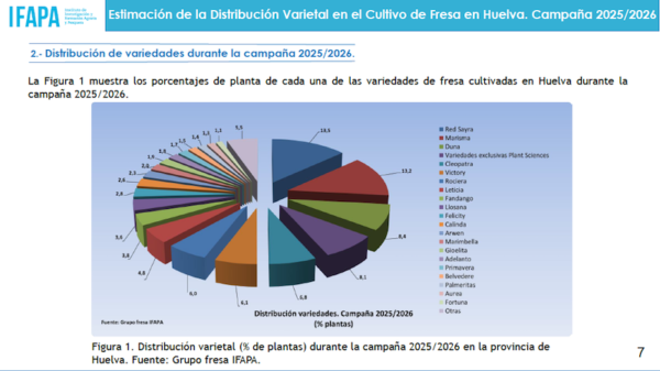 RedSayra lidera el reparto varietal de fresa en Huelva en la campaña 2025-26.