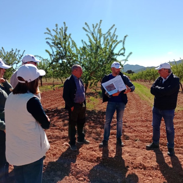 Las aromáticas se instalan en los secanos de Almería y Granada