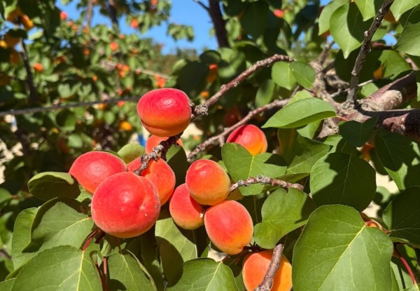 PSB, al frente de la innovación en fruta de hueso extra temprana