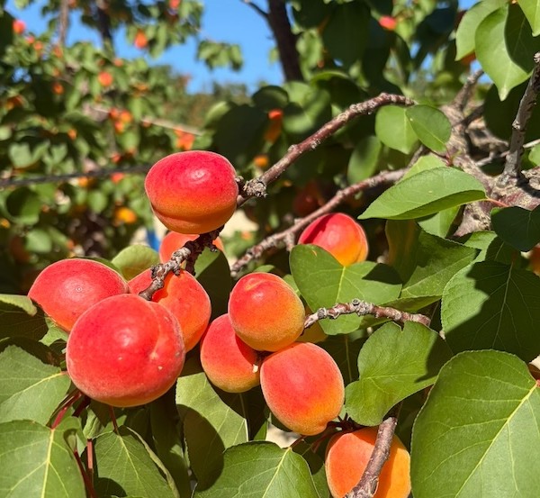 PSB, al frente de la innovación en fruta de hueso extra temprana
