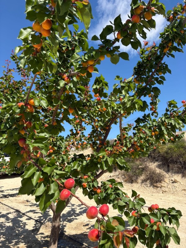 PSB, al frente de la innovación en fruta de hueso extra temprana