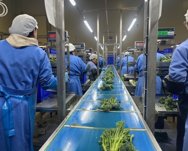 Deilor suma 4.800 toneladas de Bimi