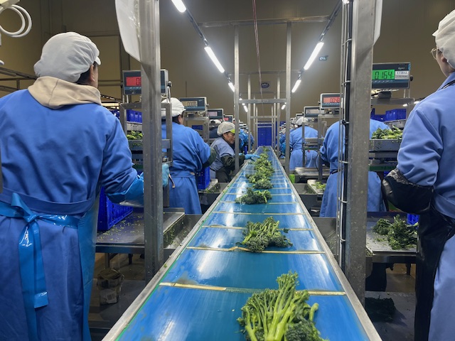 Deilor suma 4.800 toneladas de Bimi