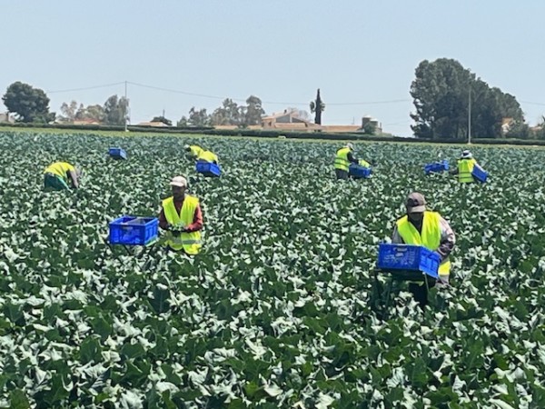 Deilor suma 4.800 toneladas de Bimi