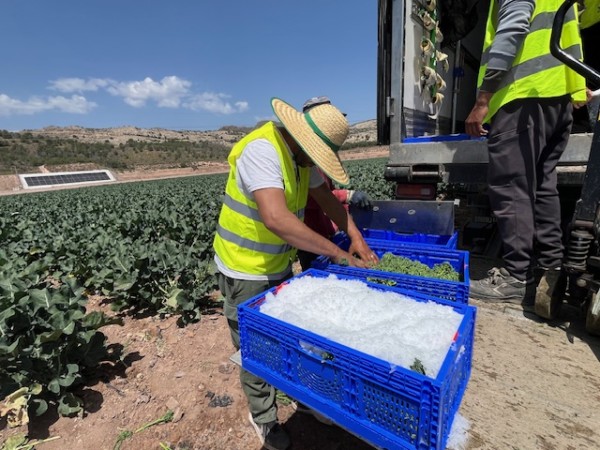 Deilor suma 4.800 toneladas de Bimi