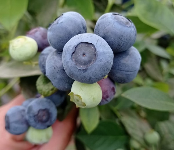 Onubafruit suma ocho nuevas variedades de arándano protegidas